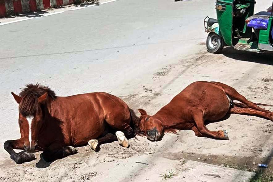 কুমিল্লা নগরীতে ঘোড়া আতঙ্ক, হাসপাতালে জলাতঙ্ক ভ্যাকসিন সংকট, ভোগান্তিতে নগরবাসী